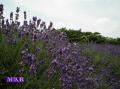 A lavender02
