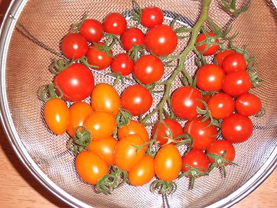 昨日の雷雨で烈果したミニトマトを急いで収穫